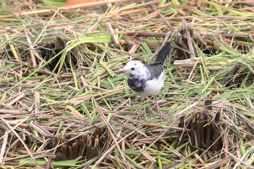 家窓の珍鳥～頬が白いセキレイ～