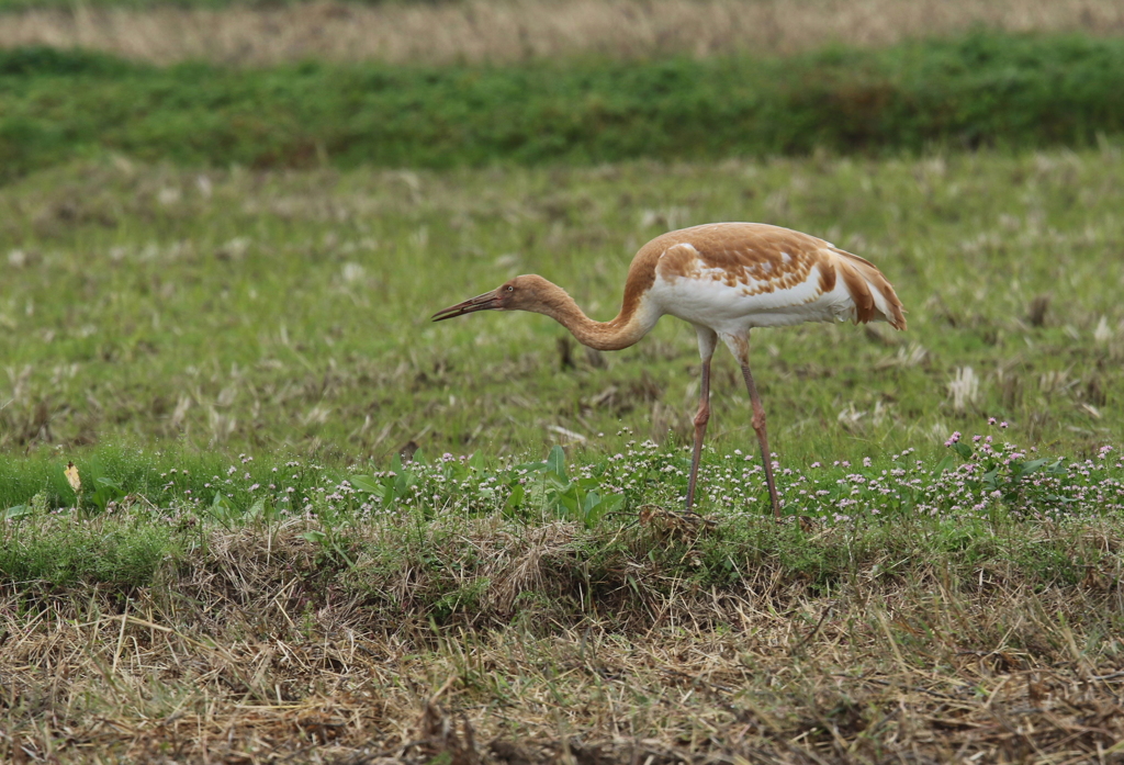 珍鳥のソデグロヅルⅡ