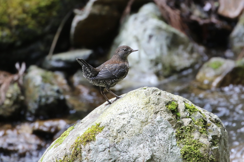 カワガラスの幼鳥