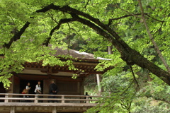 新緑の古刹