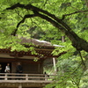 新緑の古刹