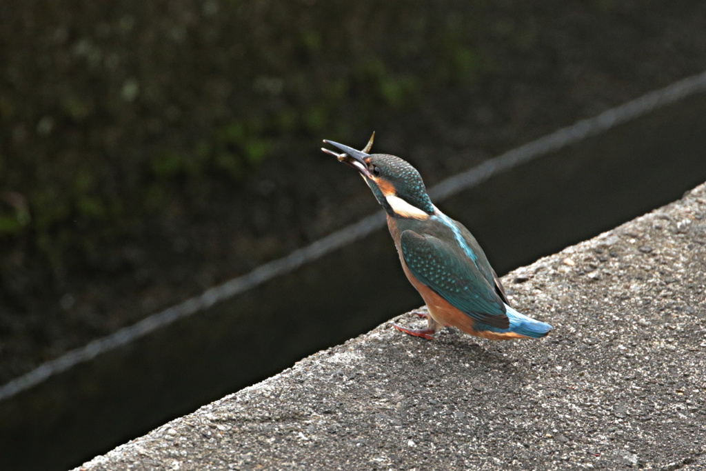 家窓のカワセミ～お魚獲ったよ～