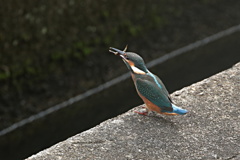 家窓のカワセミ～お魚獲ったよ～