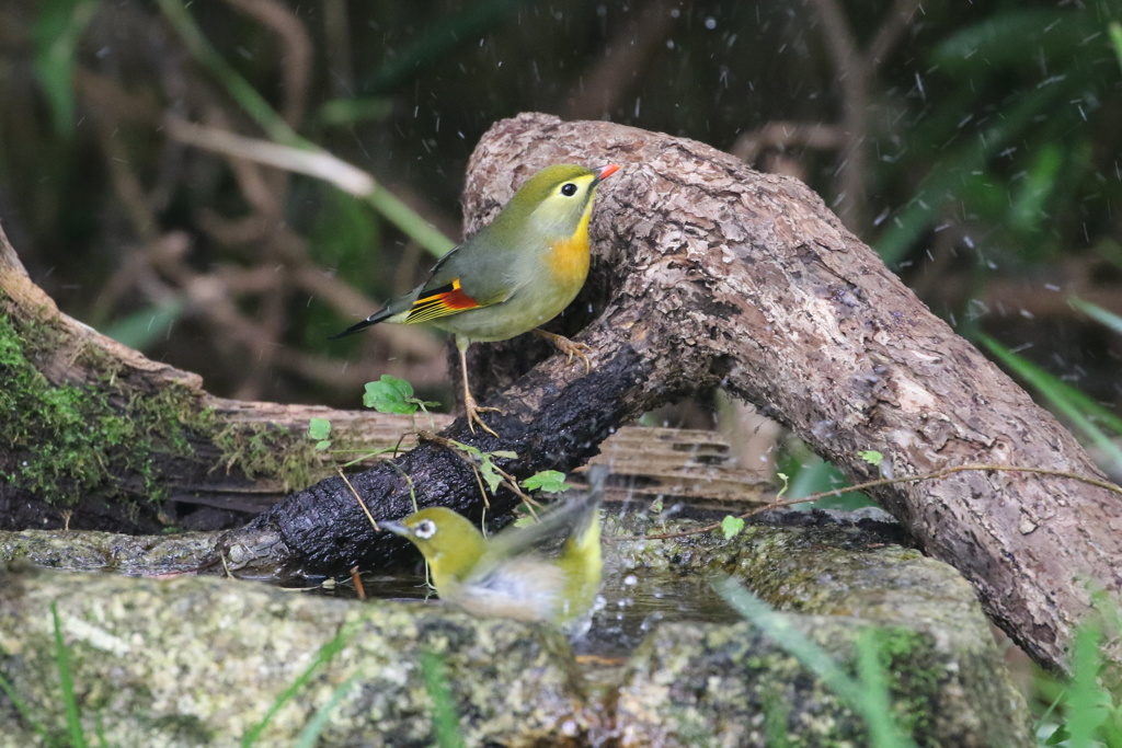 メジロとソウシ鳥