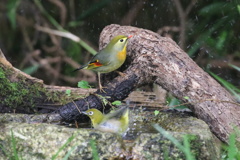 メジロとソウシ鳥