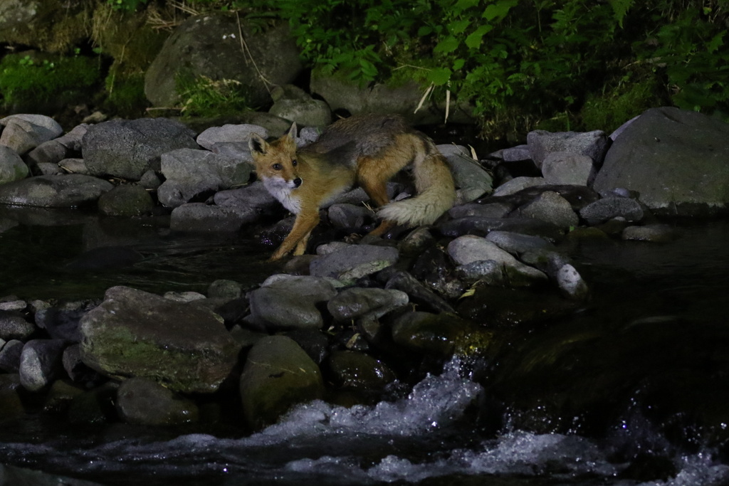 夜のキタキツネ