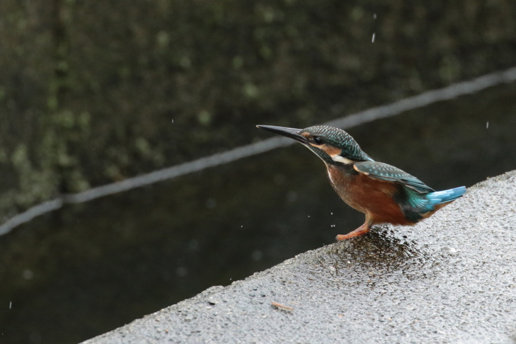 家窓のカワセミ～今日は雨だけど～