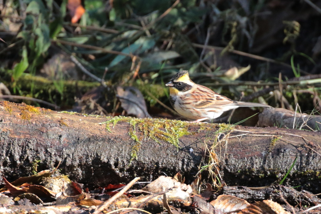 ミヤマホオジロ