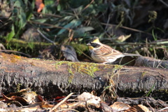 ミヤマホオジロ