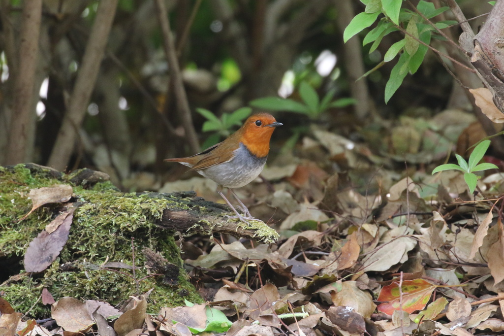 夏鳥は駒鳥さんから
