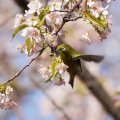 冬桜にメジロさん①