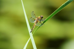 ★★★★トンボ