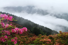 雲海のつつじ②