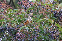 食事中のカラアカハラ