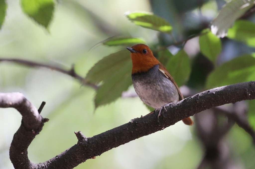 樹止まりの駒鳥