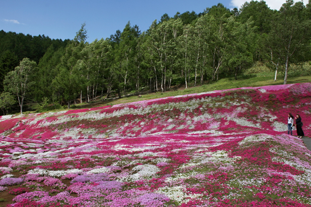 芝桜の彩