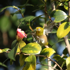 花に飛び付くメジロ