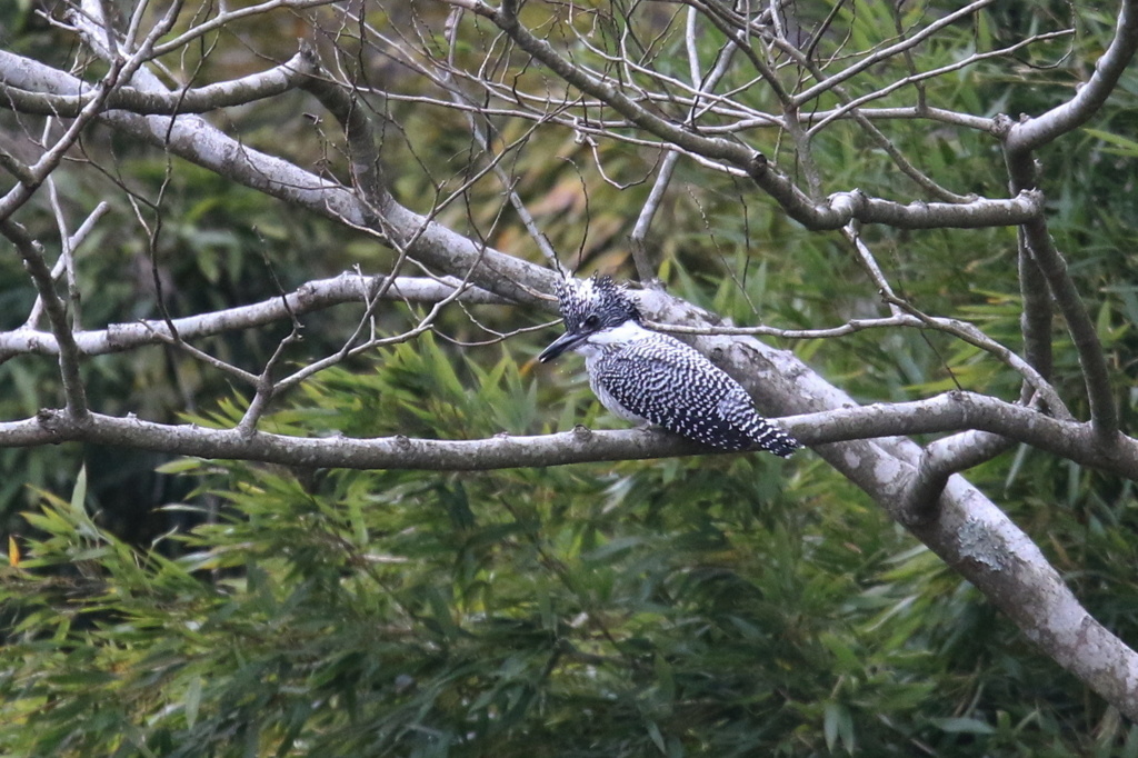 樹止まりのヤマセミ