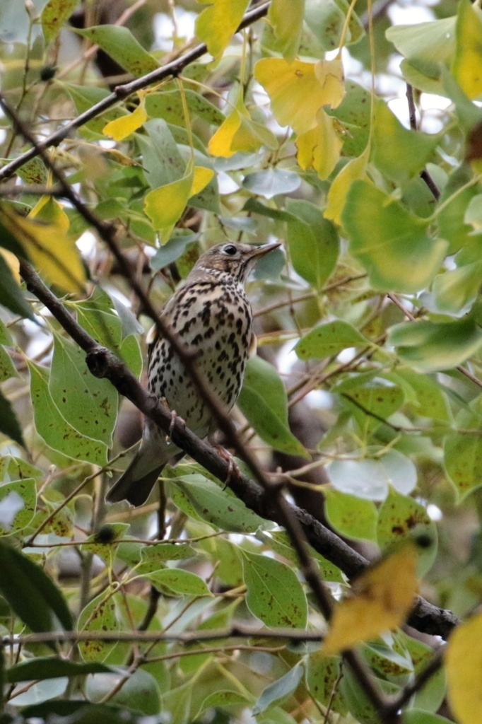 超珍鳥のウタツグミ