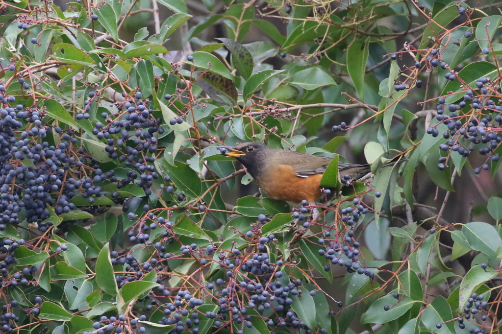 大食漢のオオアカハラ