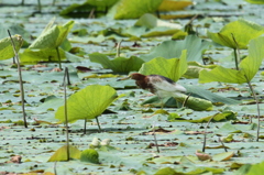 古刹の珍鳥　狙う姿は？