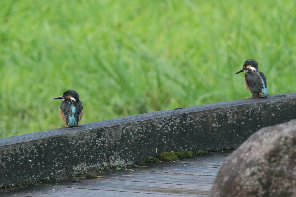 雨上がりのカワセミ兄妹