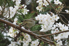 ウグイスさんには、桜は似合わない？