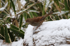 薄雪のカヤクグリ