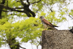 お城のチョウゲンボウ