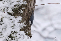 雪中のゴジュウカラ②