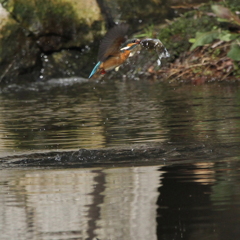カワちゃん　巣作り？