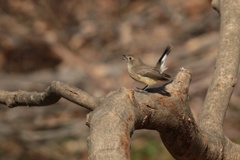 鳴くオジロビタキ