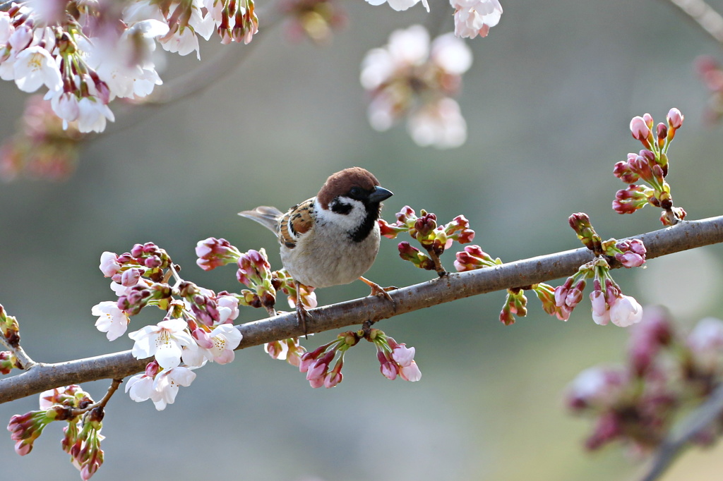 桜に雀