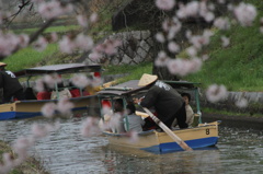 水郷桜巡り②