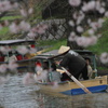 水郷桜巡り②