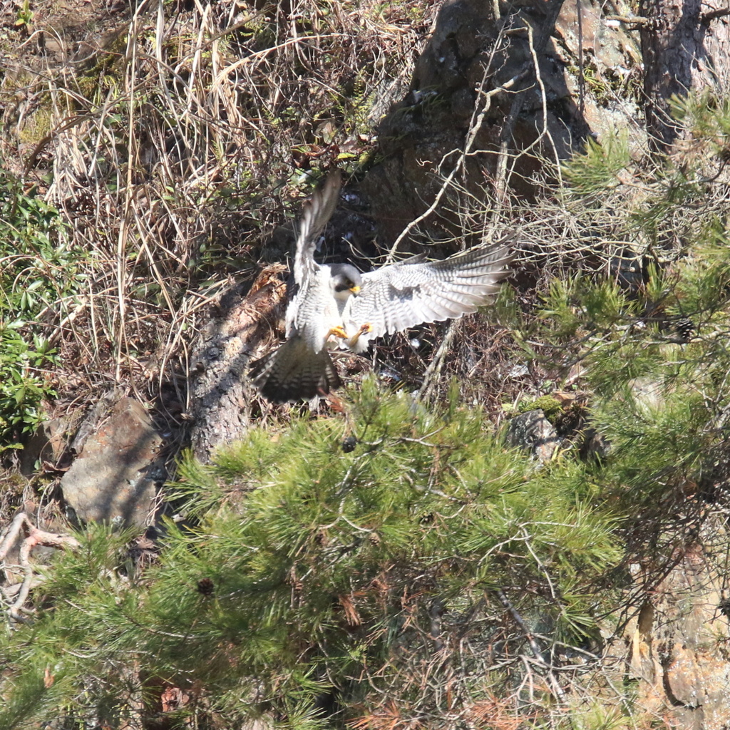 餌渡しの後に起きた事