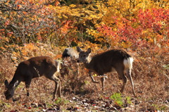 紅葉を愛でる鹿