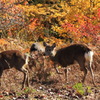 紅葉を愛でる鹿