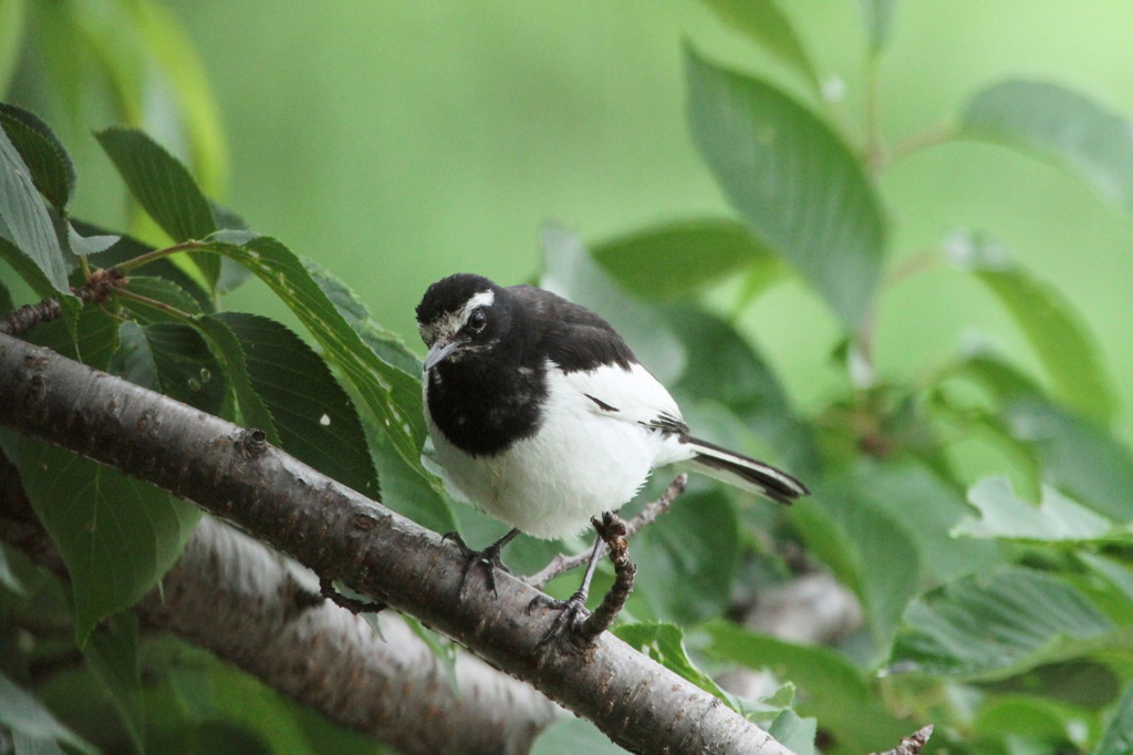 勇気を出しなさい！