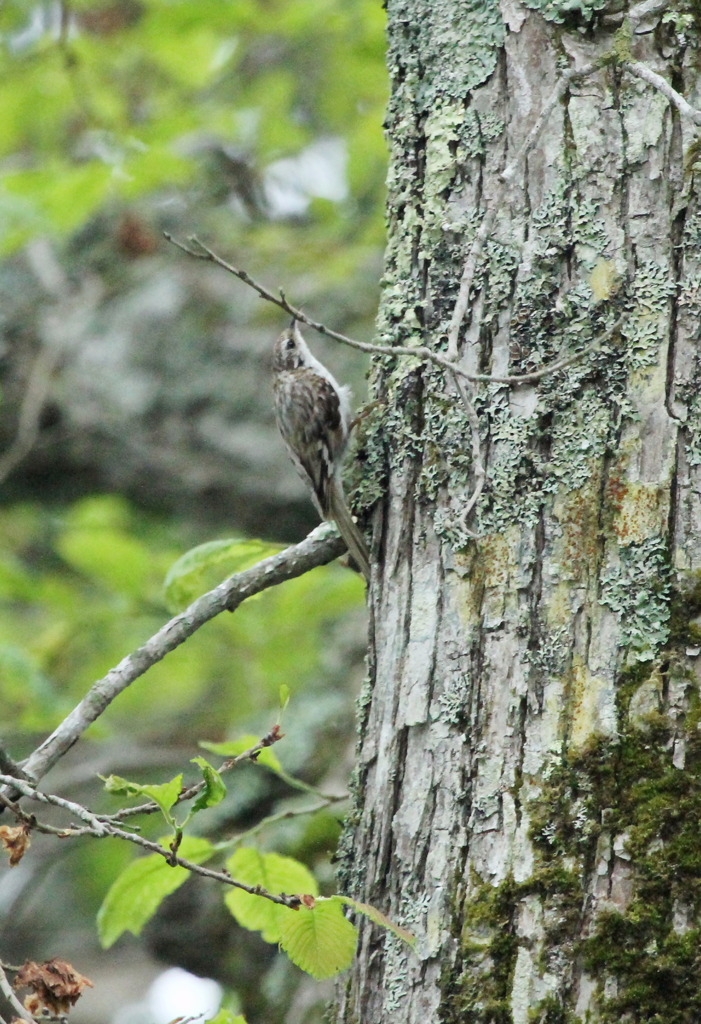 木走りに気走るがーーー