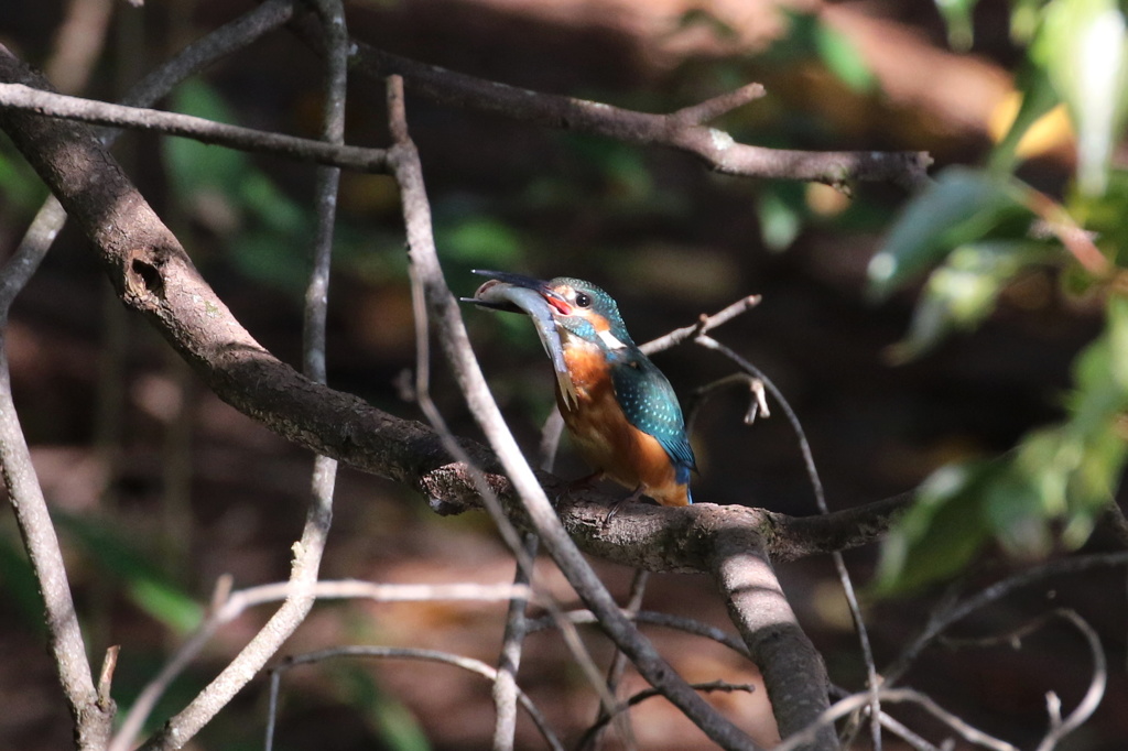 眼を白黒にして