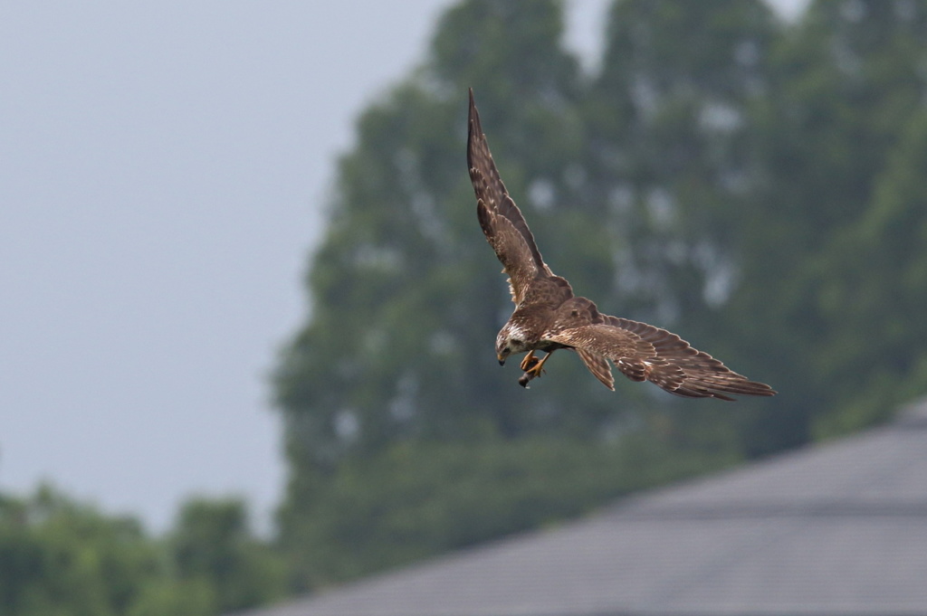 チュウヒの子育て繁忙記②