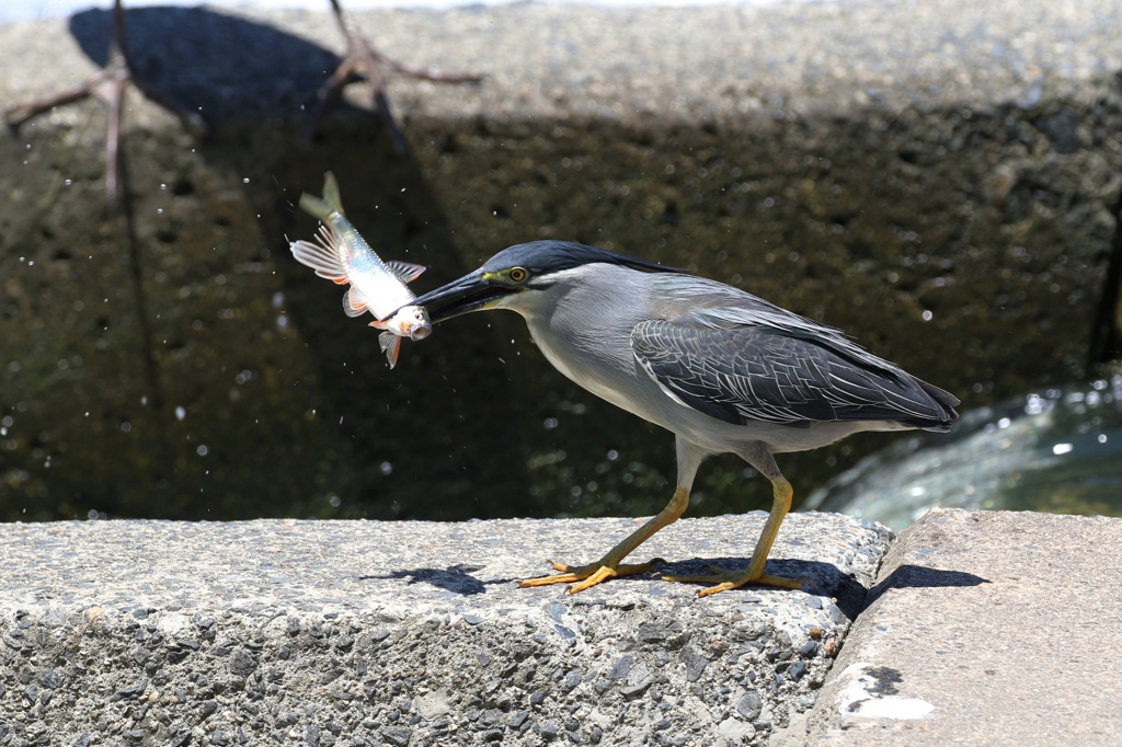 これが大好物！