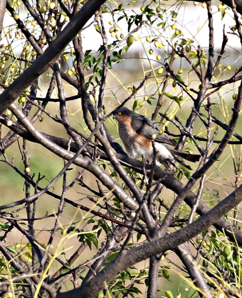 樹止まりのハイタカ