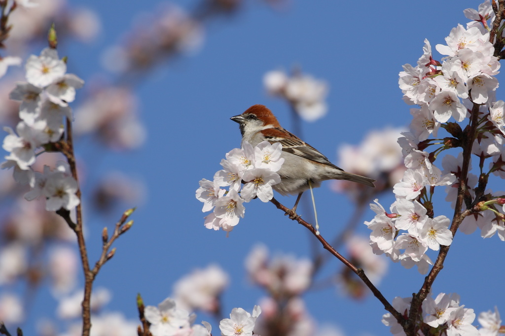 桜食べすぎだよ