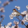 桜食べすぎだよ