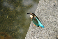 カワセミ撮影オフ会、代わりに行きます①