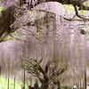 丹波白毫寺の藤