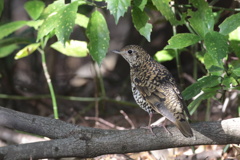 愛想の良いトラさん