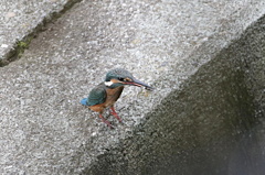 今日の家窓～若カワちゃんのお魚捕り～
